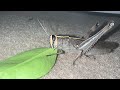 Aj Phir Grasshopper Mil Gia OMG😱😱😱😱|#horror #horrorvideo #mohsinnvelogs #grasshooper