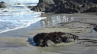 Plovers on beach - 00020