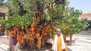 महाभारत कालीन पारस पीपल जिसे भागवत में कल्पवृक्ष के नाम से जाना जाता है  संपूर्ण जानकारी कहां पर है