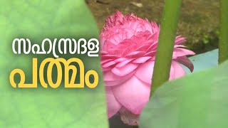 ആയിരം ഇതളുള്ള താമര 'സഹസ്രദള പത്മം' കേരളത്തിലും; അപൂര്‍വ്വകാഴ്ച