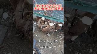 【富士見グリーンちゃんねる】伐採後【切り株を枯らす方法】本当に枯れたのかを検証#富士見グリーンガーデン #造園 #植木屋 #ガーデン #ガーデニング #ショート #伐採 #埼玉県 #富士見市