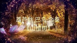 葫芦丝 巴乌 合奏《山揸树》