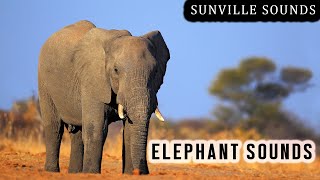 10 Hours of Elephant Sounds | Animal Sounds with Peter Baeten