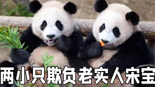 今天睿宝辉宝又欺负老实人了，一个不下班一个不出外场，宋三岁直接化身老宋头！【你好大熊猫】