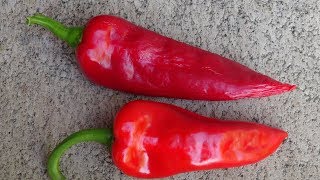 ⟹ Tatlı Boynuz Biber (Sweet Horn Pepper) | Capsicum annuum | Pod Review