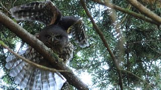 A Beautiful New Zealand Owl, the Morepork.