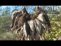 MAÑANA DE ZORZALES AL SALTO, TARDE EN PUESTO FIJO