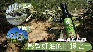 【橄欖先生】影響橄欖油品質香味竟然是…！