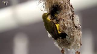 Olive-backed Sunbird Removing Fecal Sac from Nest