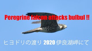 ヒヨドリの渡り2020 伊良湖岬にて Peregrine falcon attacks bulbul