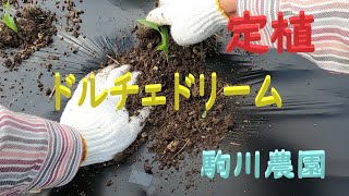 ドルチェドリームの定植　駒川農園　23.3.21