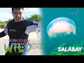 The deadly sting of a box jellyfish | Born to be Wild