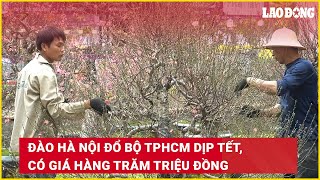 Đào Hà Nội đổ bộ TPHCM dịp Tết, có giá hàng trăm triệu đồng | Báo Lao Động