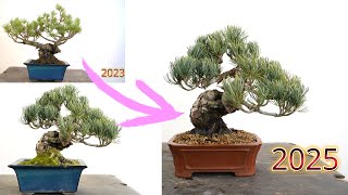 Bonsai techniques white pine becomes bonsai #whitepine #bonsai