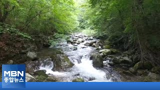 멸종위기 1급수 서식 열목어, 40년 만에 돌아왔다 [MBN 종합뉴스]