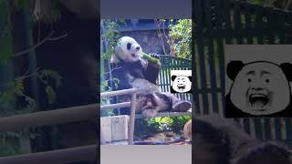 西直门三太子萌蘭🐼 #和叶 #panda #中国 #国宝熊猫 #熊猫