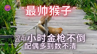 马来西亚“最帅的猴子”长鼻猴，据说24小时金枪不倒，配偶多到数不清，