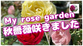 🌹My rose garden 秋薔薇咲きました BGMは桃乃花さんで【この薔薇を君に】The song is \