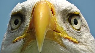 Bald Eagle Bird - Birds of Prey - Awesome Close Up