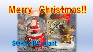 【多肉植物＃126】Merry　Christmas!!クリスマス用に作成した寄せ植え紹介します。2024年12月24日