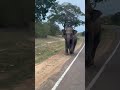 Will Elephant attack the vehicle? #elephantattack