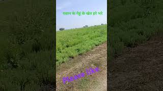 *#Gawan ke khet me gheu #Dharti subhra Ambar nela #