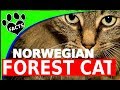 Cats 101: Norwegian Forest Cats - 10 Facts Norsk Skogkatt - Animal Facts Cats 101: Norwegian Forest Cats - 10 Facts Norsk Skogkatt - Animal Facts