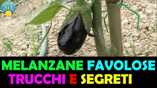 MELANZANE FAVOLOSE!! TUTORIAL TRUCCHI,SEGRETI E CONSIGLI PRATICI! (COLTIVARE MELANZANE)