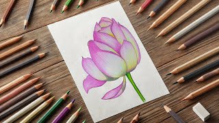 Realistic Rose Drawing with Colored Pencils | Step-by-Step Tutorial