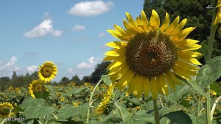 【4K】あけぼの山農業公園のひまわり・総集編（2021年7月25日）