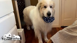 お母さんがちゃんと部屋にいるか時々確認に来るアランです　Great Pyrenees　グレートピレニーズ