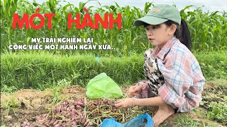 Hùng My đi mót hành ở ruộng, tâm sự chuyện cũ! | Thầy Giáo Tí Hon