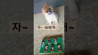 야바위 타짜 #포메원두 #pomeranian_wondoo #하트꼬리 #포메라니안