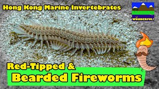 Hong Kong Marine Invertebrates == Bearded Fireworm (aka Marine Bristle Worm or Polychaete)