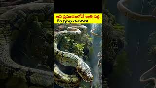 ఇవి ప్రపంచంలోనే అతి పెద్దవిగా ప్రసిద్ధి చెందినవి#shortvideo#biggest#subscribeno#telugushorts#amazing