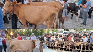 Аввал чорва бозори нархлари