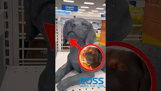I Met A Celebrity At Ross