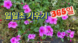 일일초 키우기#씨앗받기#월동방법#외목대