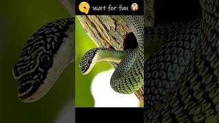 கடைசிவரை பாருங்க பாம்பின் அட்டகாசம் 🐦 பாவம் குருவி.. #snake #snakevideo #tamilshorts #birds #sad