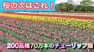 今が見頃！北海道の芝桜とチューリップ畑に行って来ました【北海道：滝上町、湧別町】