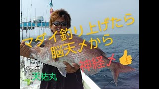 釣った魚の船上で処理方法　マダイ編　神経締め　天祐丸