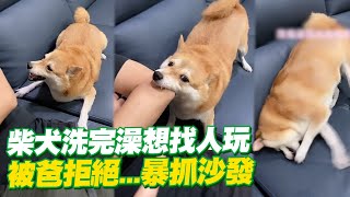 柴犬洗完澡興奮想找人玩　被爸拒絕...激動狂抓沙發