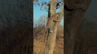 Tiny Squirrel Outsmarts Hungry Leopard in Epic Chase