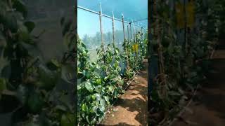 ☘️betel leaves plantin green house#shorts #ytshorts