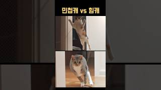 4kg 고양이 vs 6kg 고양이