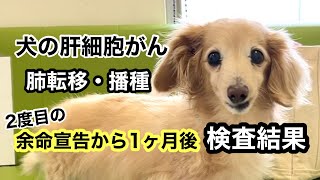 【余命宣告から1ヶ月】愛犬モコの肝細胞がんと肺転移の検査結果は？  2023年2月10日