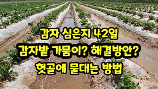 감자밭 가뭄 해결 방법 물대는 방법 [감자재배방법]