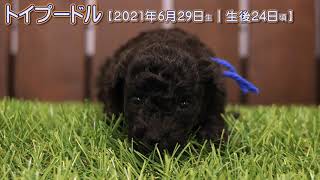 滋賀県｜トイプードル子犬｜2021.6.29生（生後24日目）②｜グレーorブラック｜男の子｜ペットショップHUG