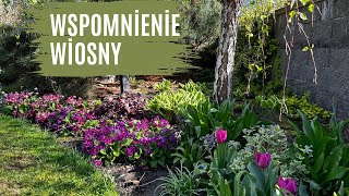 Wspomnienie wiosny🌷🌿. Kwiecień, maj w moim ogrodzie.