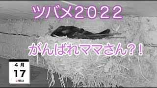 ツバメ２０２２　がんばれママさん？！　4月17日